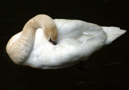 napping swan