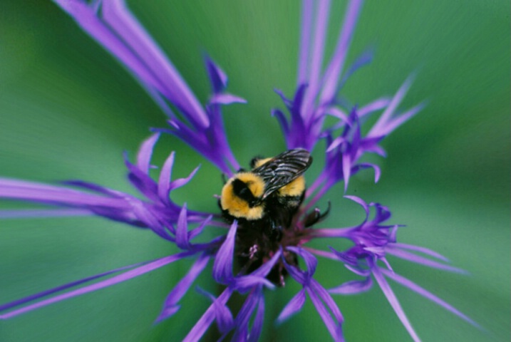 Buzzing Around