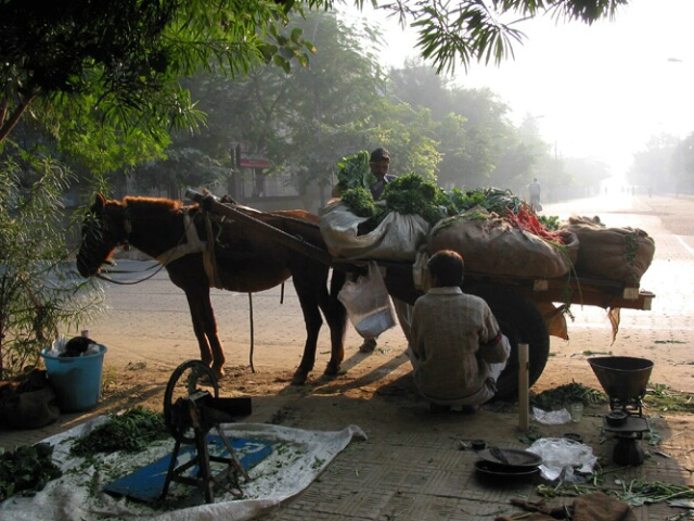 Vegetable seller