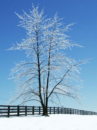 Dressed in Ice