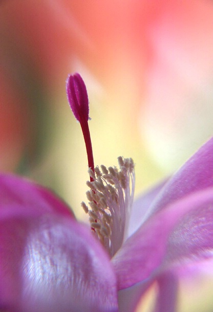 Christmas Cactus .....Close up