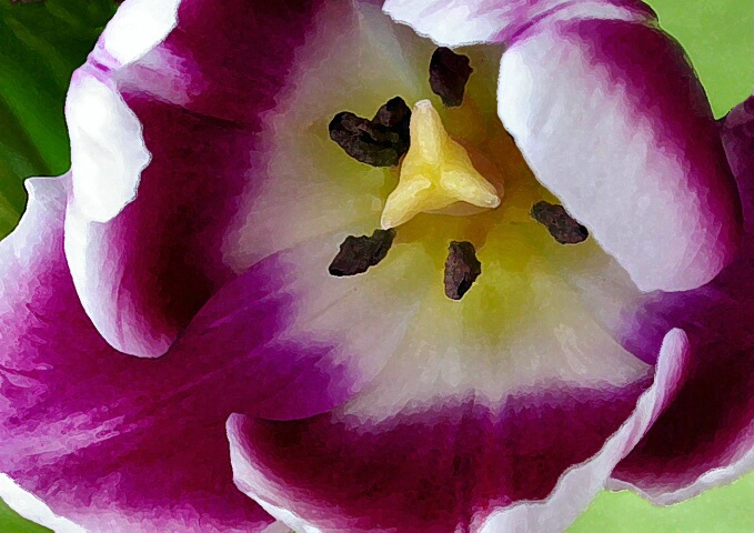 Purple Tulip