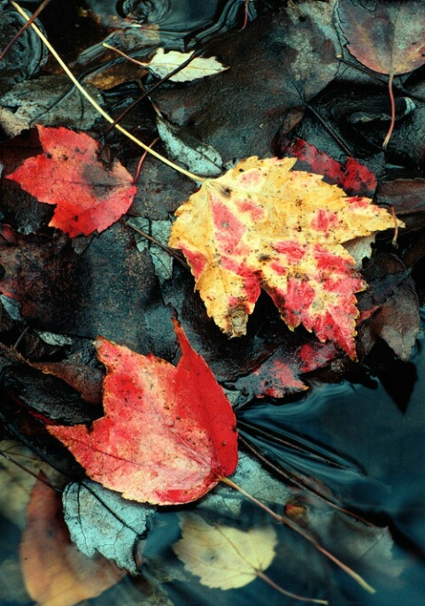 Autumn Leaves in water