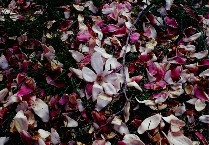Carpet of Flowers - ID: 102574 © Farrin Manian