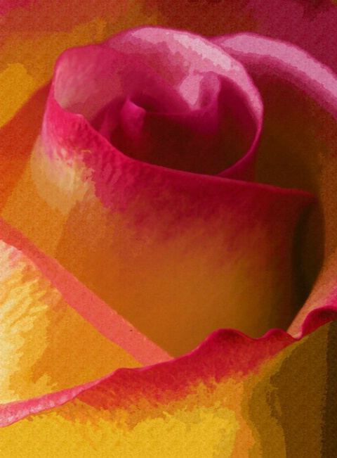 Pink & Yellow Rose
