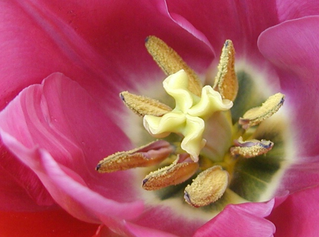 Dance of the Tulip