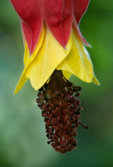 Red & Yellow Fuchia