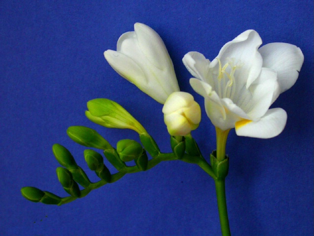 White Freesia