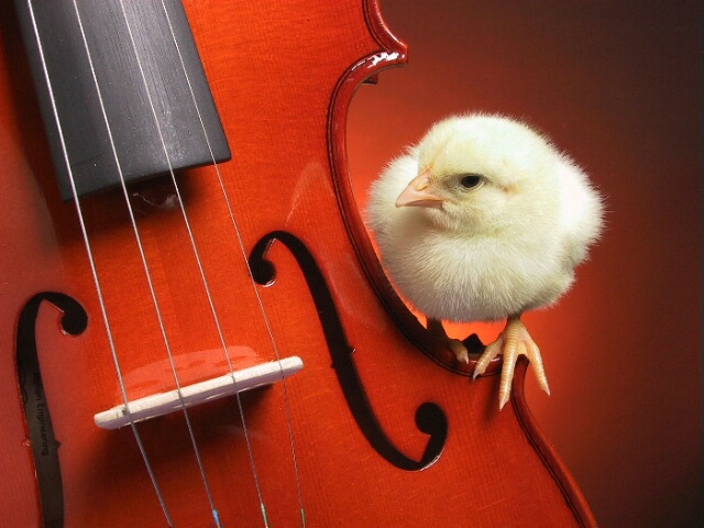 fiddle chick