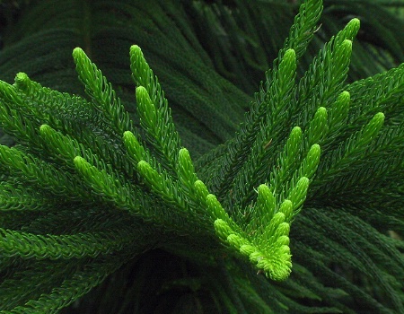 Norfolk Island Pine