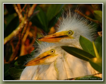 American 'Great' Egret Young