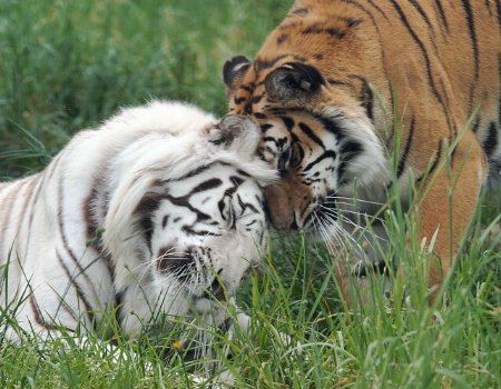 Tiger Tenderness
