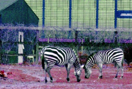 Pair of Zebras and a Passing Train