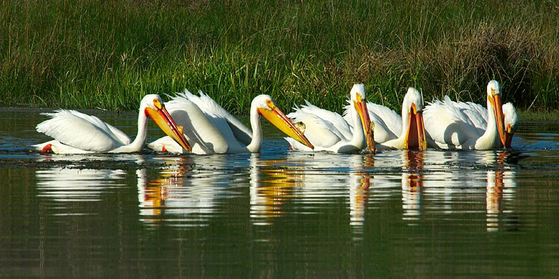 Pelican Committee