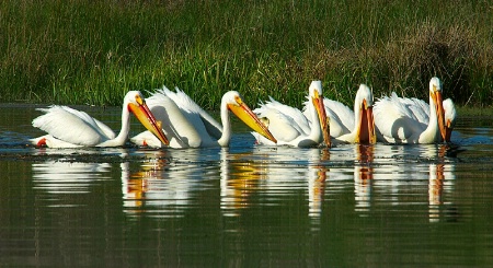 Pelican Committee