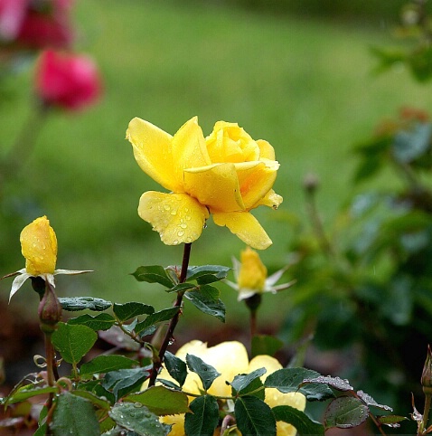 Yellow Rose - ID: 110546 © Zita A. Strother