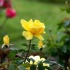2Yellow Rose - ID: 110546 © Zita A. Strother