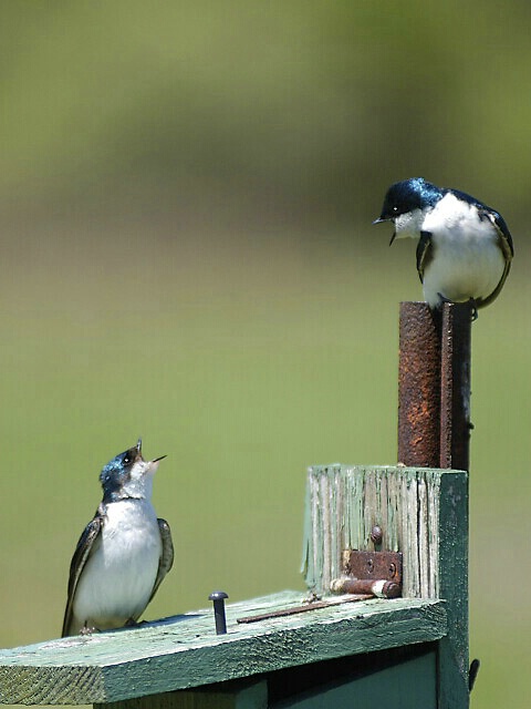 Quarrelling Tree Swallows