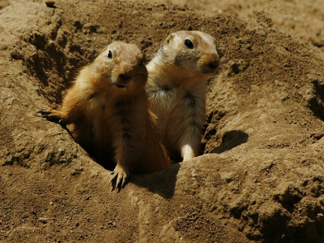 Prarie Dogs