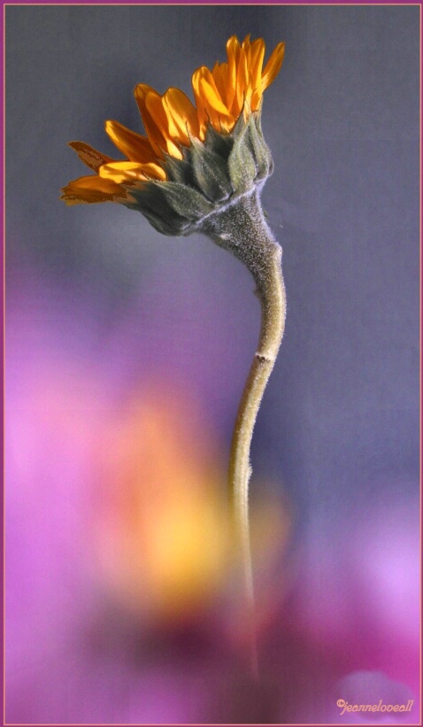 Small Sunflower