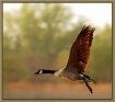 Goose in flight