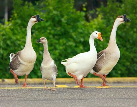 Jaywalkers