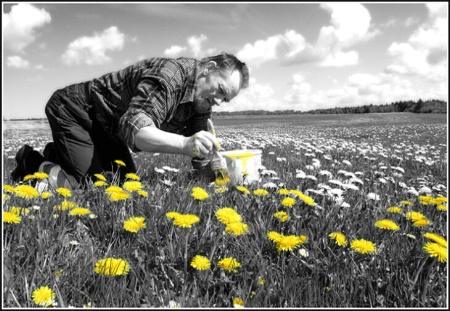 Dandelion painter