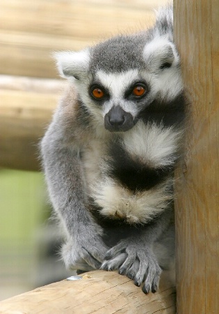 Demure Lemur