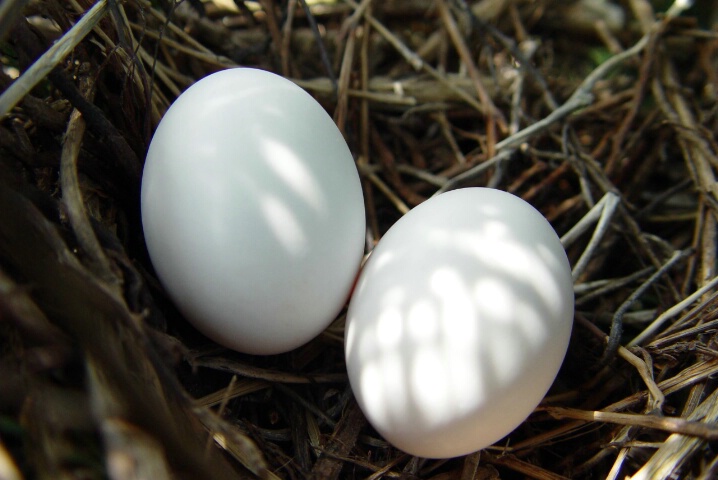 Nestled Dove Eggs, Swanson School