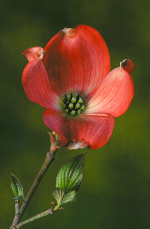 Dogwood Blossom #15