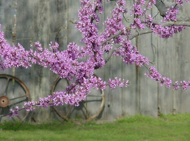 Redbuds and Wheels