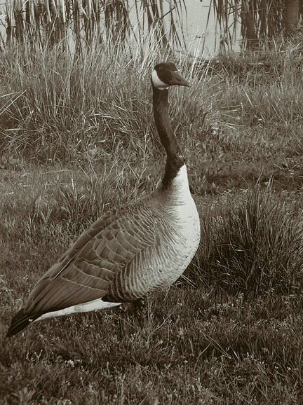 Father Goose - ID: 121037 © John D. Jones