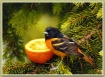 Orchard Oriole at...
