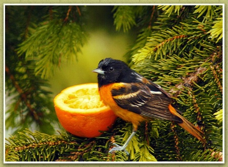 Orchard Oriole at the juice bar II