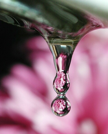 Flowers by the Sink