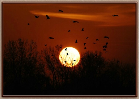 Flight of the Night Herons