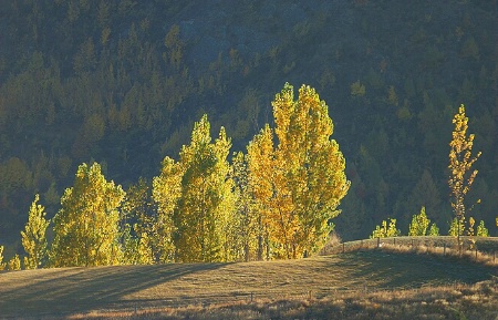 Autumn Trees