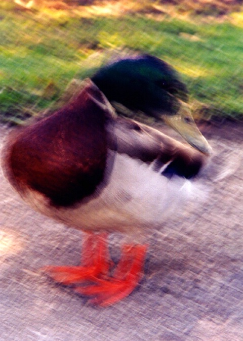Crosshatch Duck