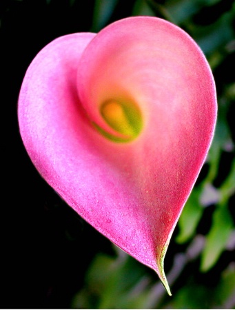 Flowering Heart