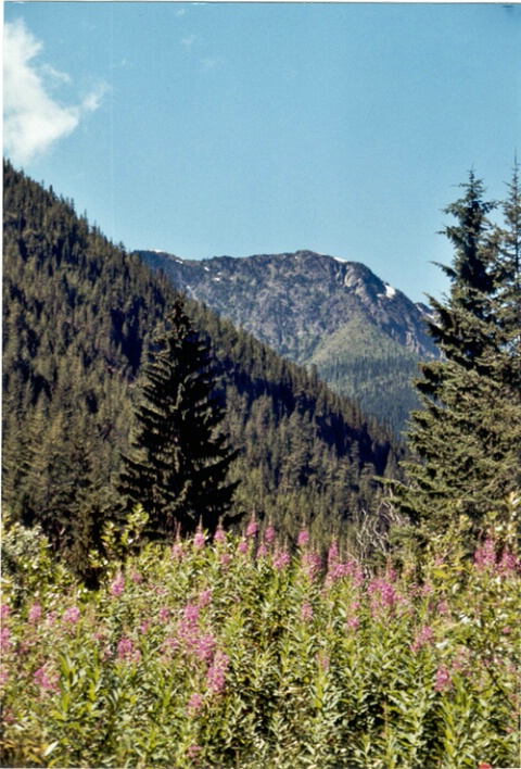 Fireweed and our mountain