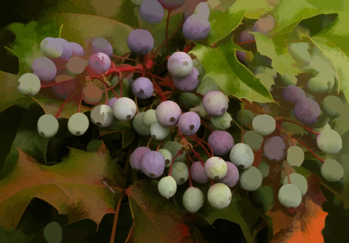 Purple Berries