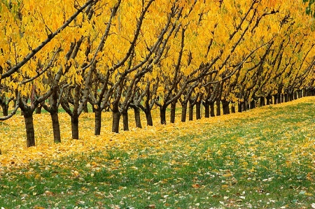 Autumn colours, New Zealand.