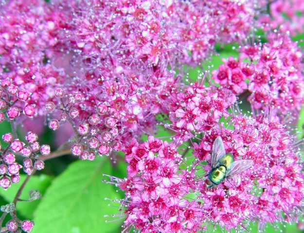 Flowers and Fly