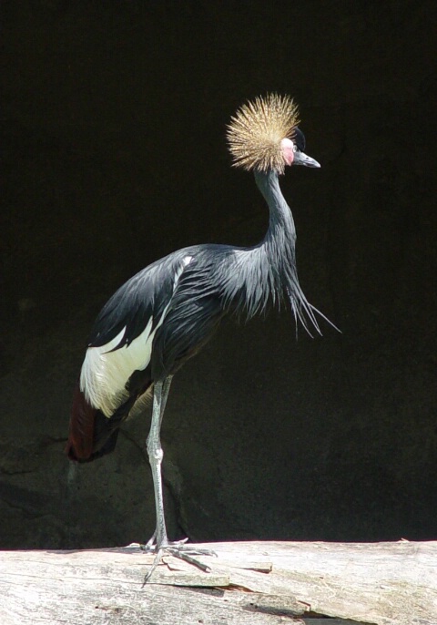 African Crowned Crane, Potawatomi Zoo
