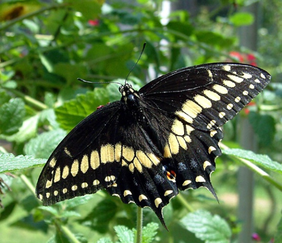 butterfly