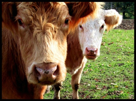 Barnyard Bullies