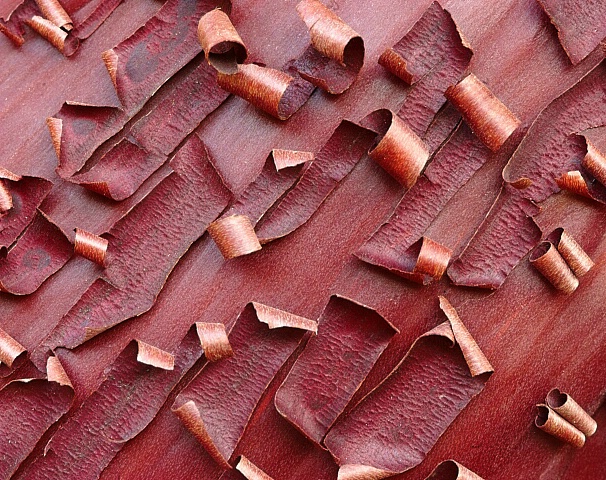 Manzanita Bark