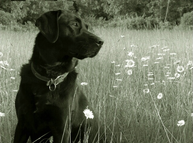 Wild Daisies