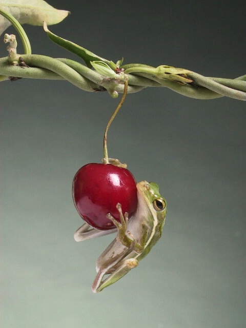 cherry picker