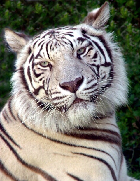 Contented Pearl: The Potawatomi White Tigress